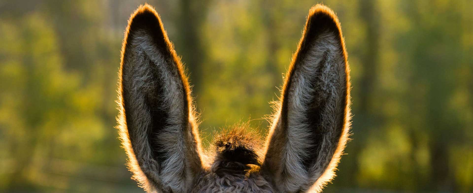 rando âne bougres d'ânes