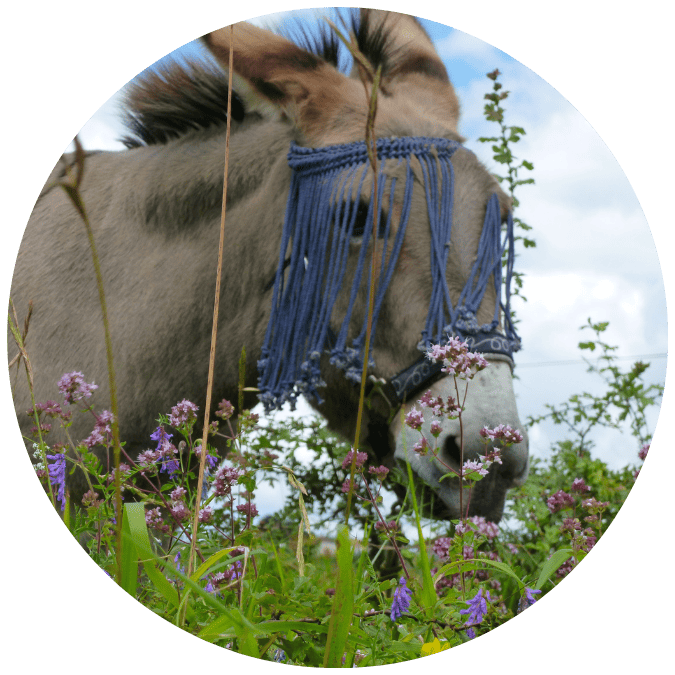 coccinelle-ane-rando