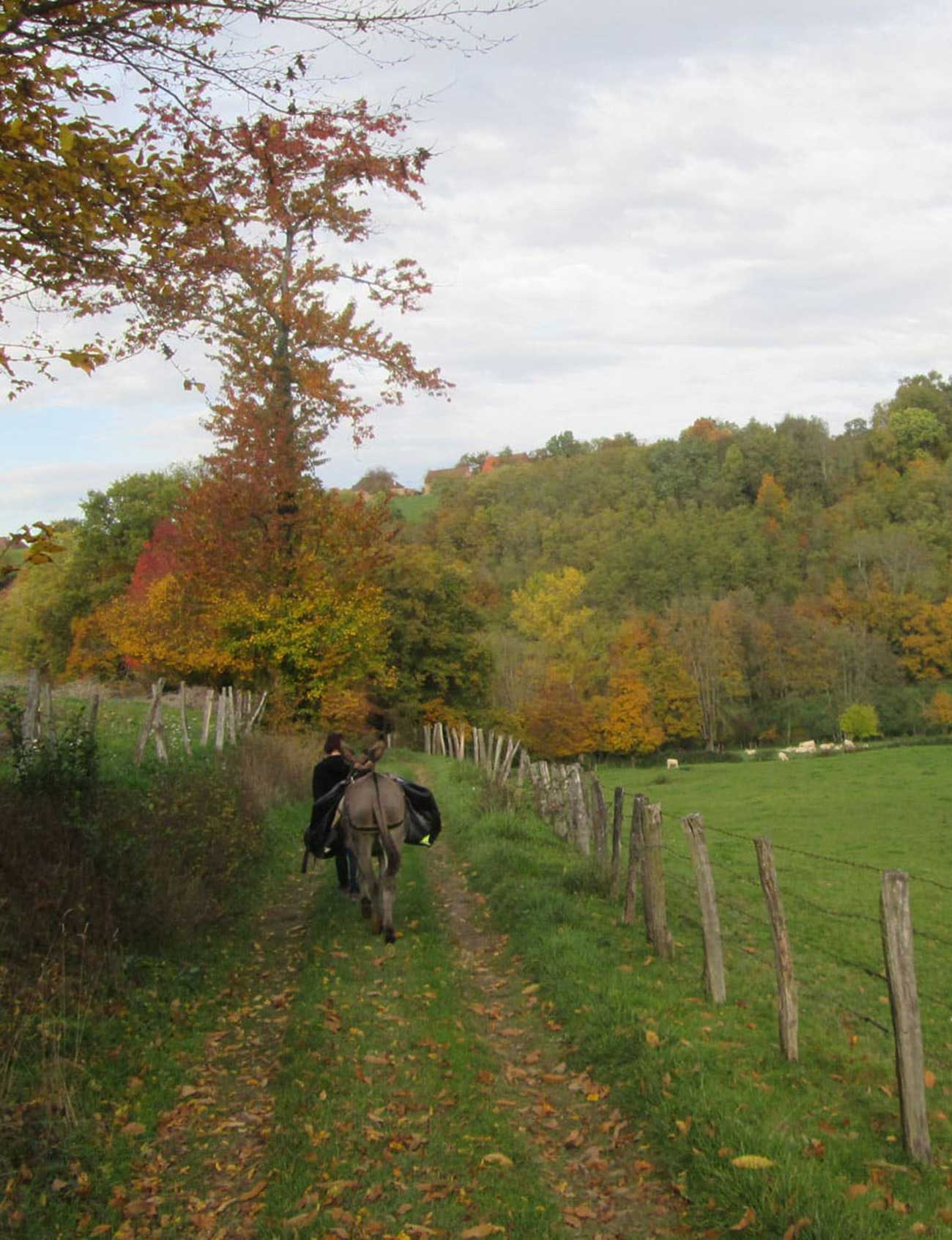 Randonnée avec un âne Balade Odyssée