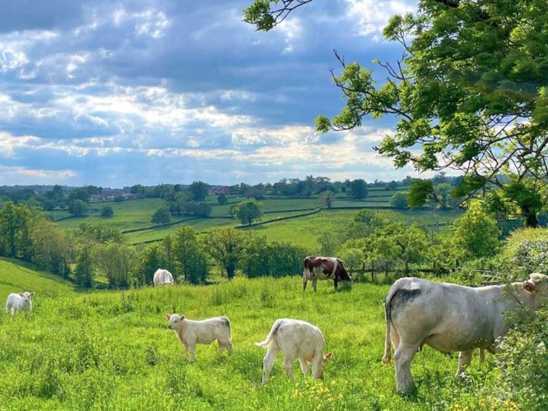 Randonnée avec un âne en Bourgogne