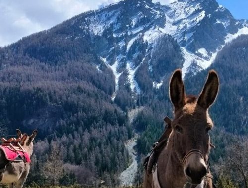 randonnee accompagnee avec un ane dans le parc national des ecrins dans la champsaur sejour montagne