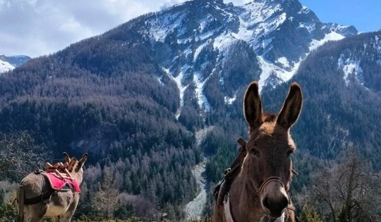 randonnee accompagnee avec un ane dans le parc national des ecrins dans la champsaur sejour montagne