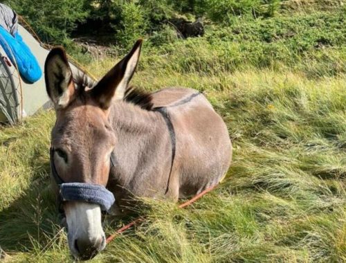 randonnee ane accompagnee dans le parc national des ecrins champsaur sejour montagne